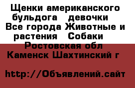 Щенки американского бульдога ( девочки) - Все города Животные и растения » Собаки   . Ростовская обл.,Каменск-Шахтинский г.